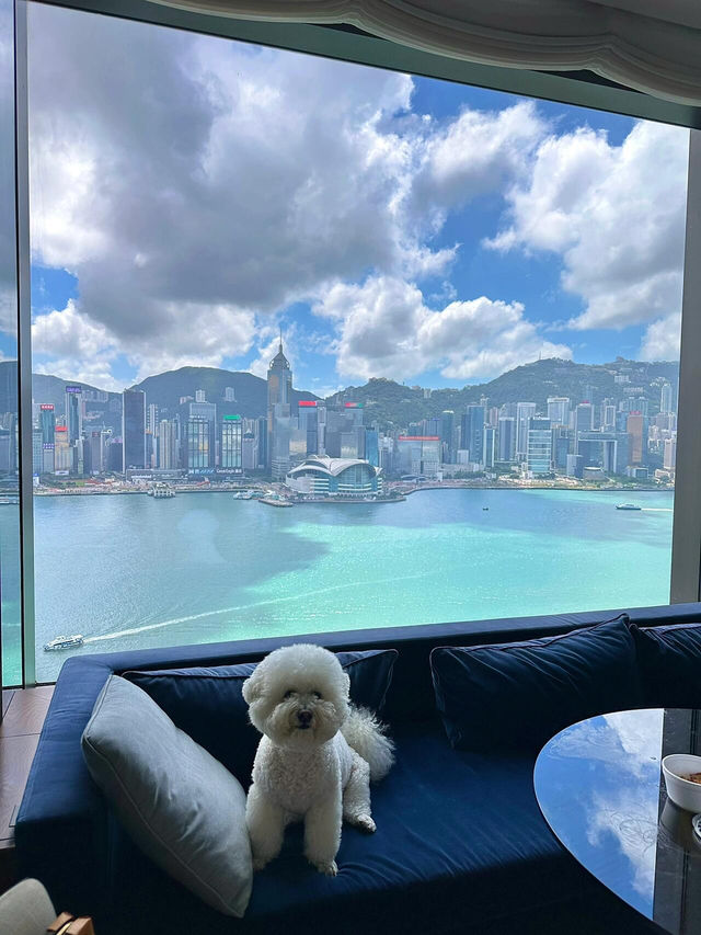 尖沙咀寵物友好酒店大推！帶毛孩住海景房超幸福🥰