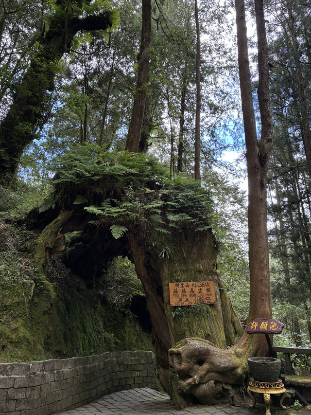 阿里山半日遊
