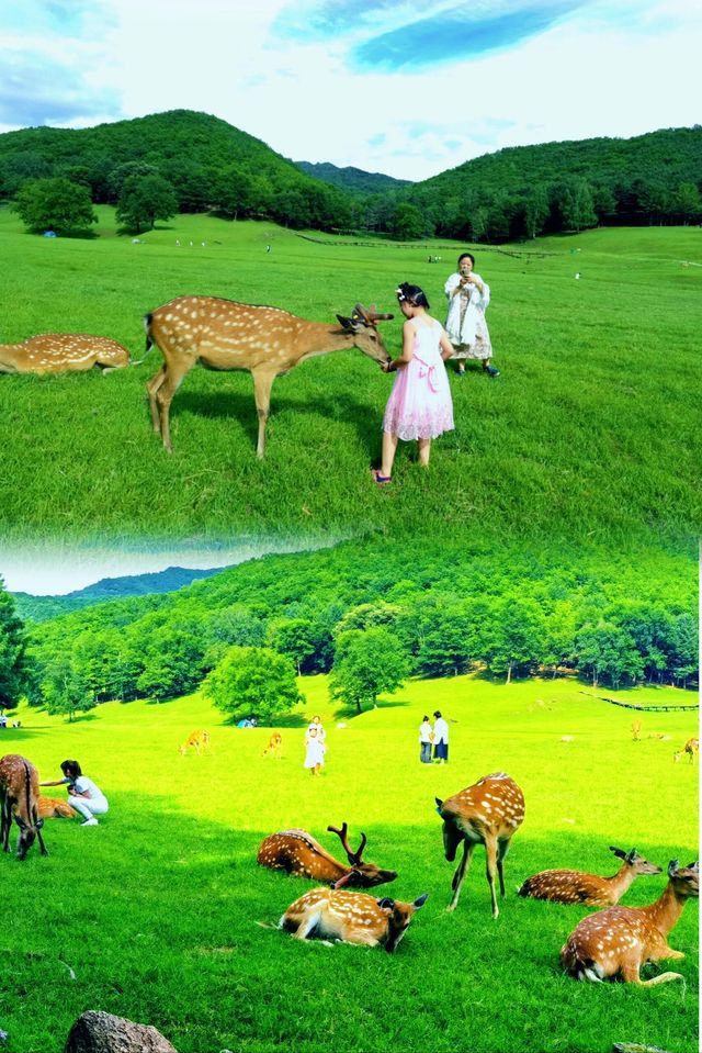 伊春5天親子定制團奇幻之旅！
