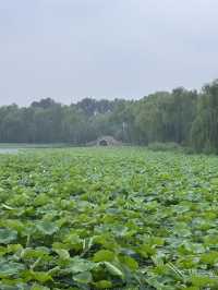 雨中漫步圓明園