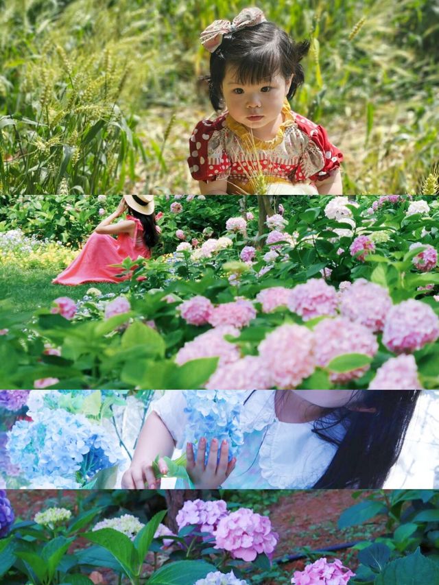 六月揚州太驚艷！被這片花海治癒到了