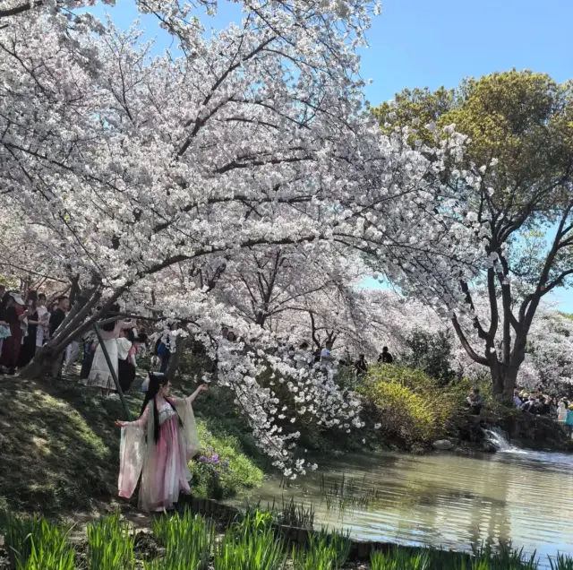 Wuxi Yuantouzhu | A Dreamy Wonderland by Taihu Lake, a Must-Visit in Your Lifetime!