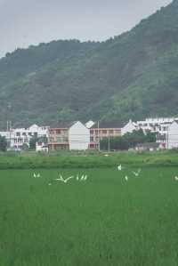 闖入宮崎駿嘅夏天！平陽稻田治癒系風景絕咗