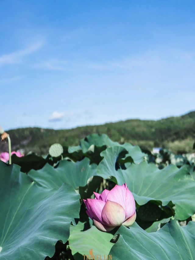 中國最美蓮鄉嘅田園風光：大畲荷園