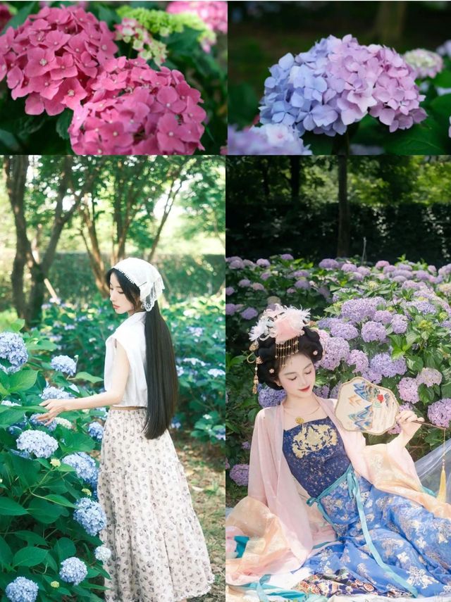 繡球風暴｜闖入6大莫奈花園！