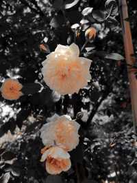 闖入莫奈花園！南京溧水玫瑰園美到癲