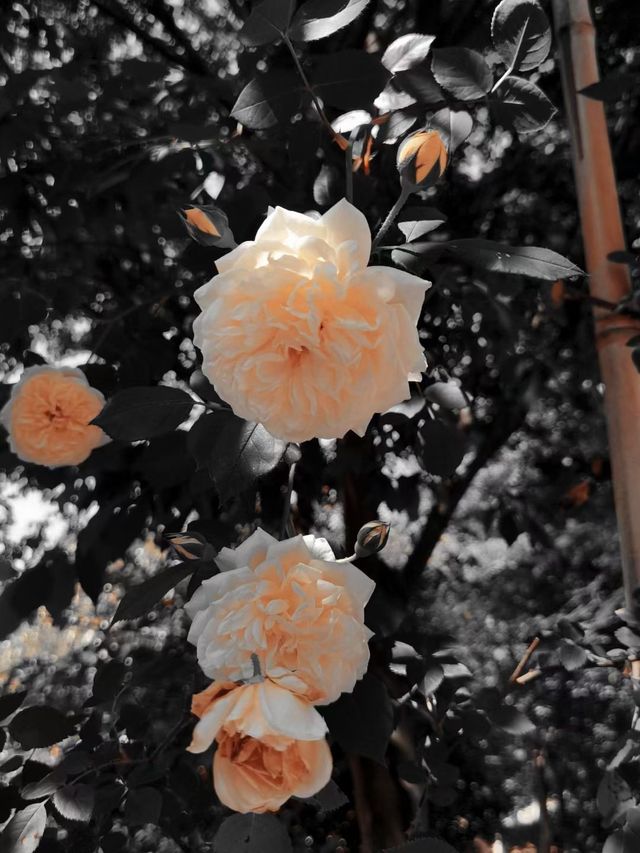 闖入莫奈花園！南京溧水玫瑰園美到癲