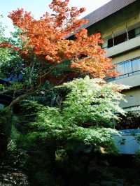 沿著伊豆回到箱根，住了兩日吉池旅館，終於明白為什麼它被說成「箱根必住」——看山看海看錦鯉，泡溫泉飲清酒，時間彷彿都慢了下來🍶