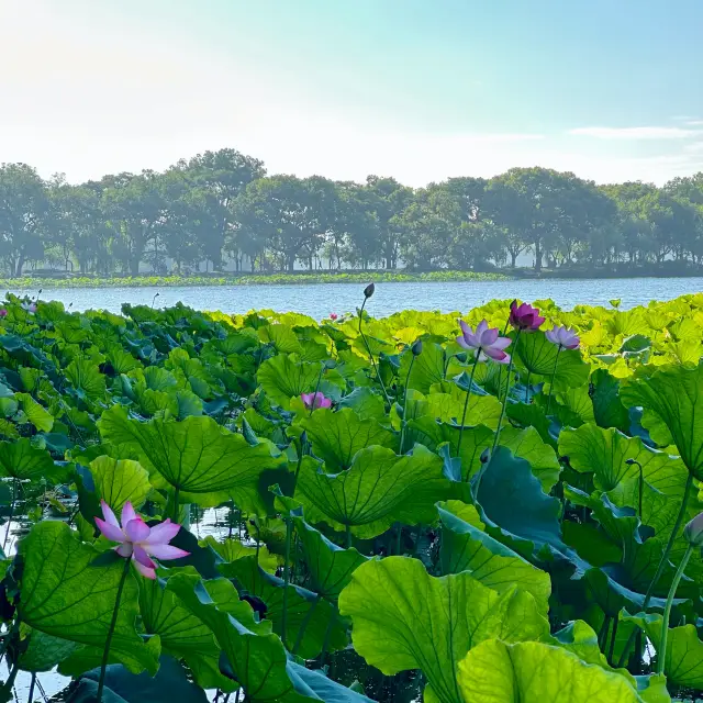 曲院風荷｜清晨6點的荷塘獨享時刻，錯過湛碧樓卻邂逅網紅金魚