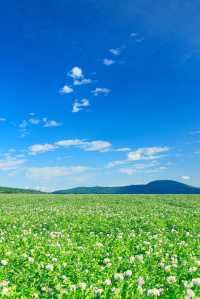北海道夏日花海，每一幀都似電腦壁紙