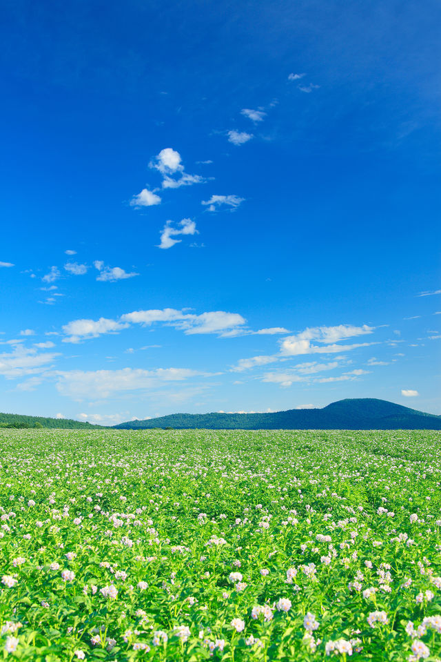 北海道夏日花海，每一幀都似電腦壁紙