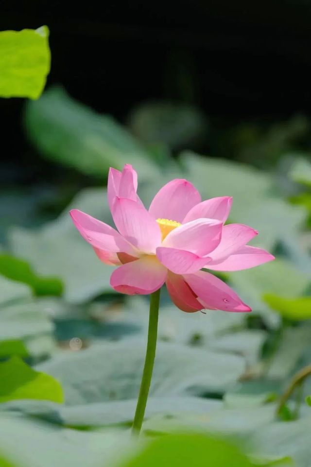「荷」你同行，相約成大