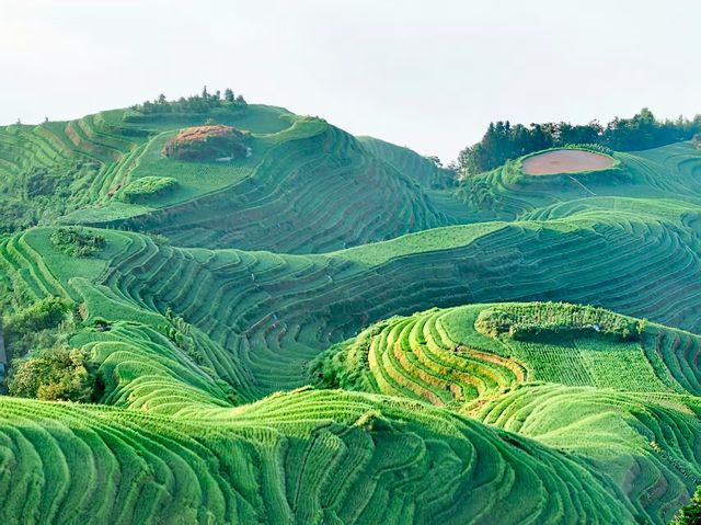 七月尾嘅龍脊-青綢盤山，雲間疊翠