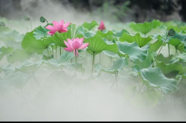 接天蓮葉無窮碧 | 古猗園賞荷攻略
