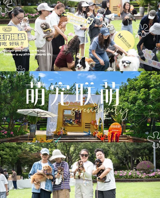 昆明古滇皇冠-宠物联盟