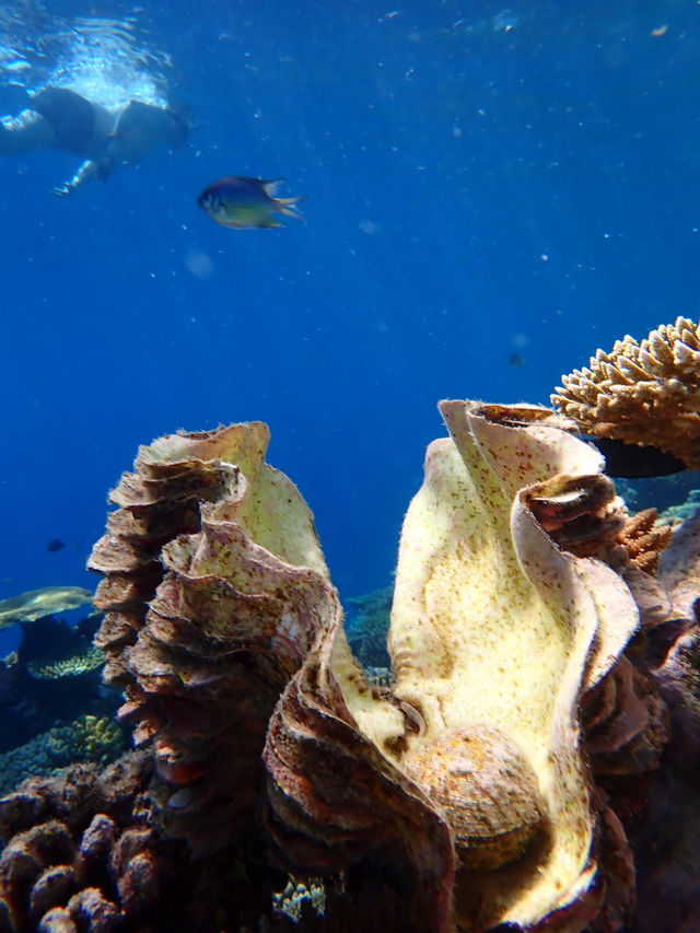 Returning to Paradise: A Love Letter to the Island