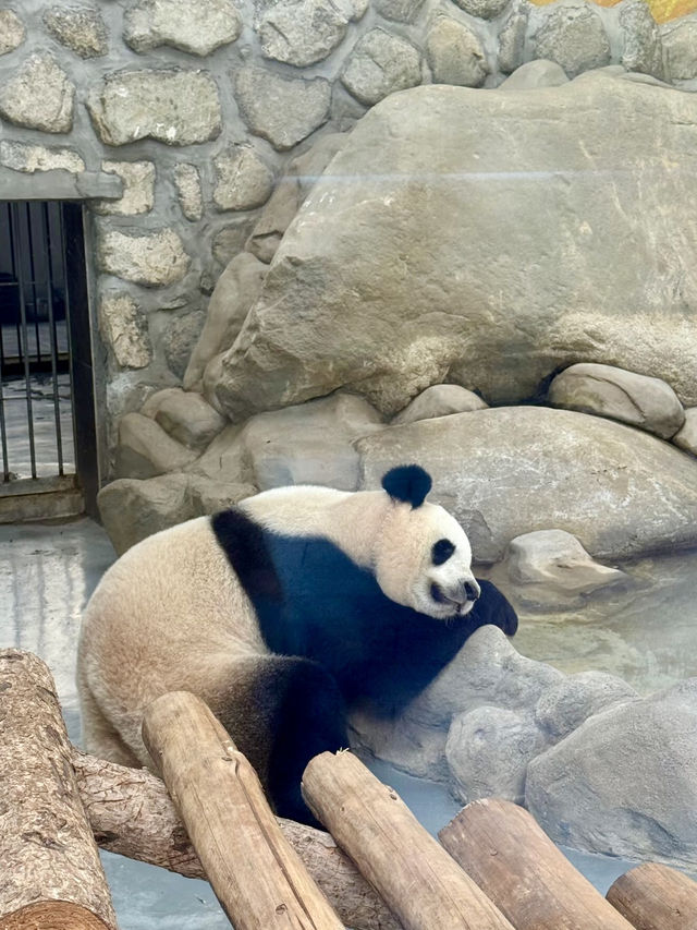 竹影斑斕，熊貓谷的純白時光