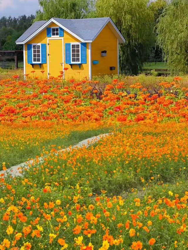 美哭！上海這片免費的秋日花海又上線了！