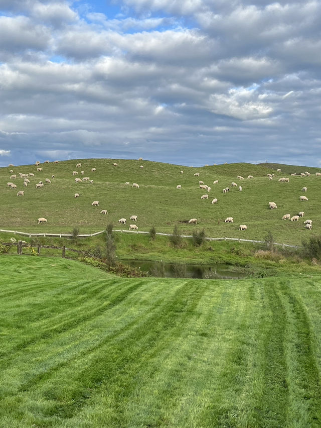 🇳🇿🐑 Hobbiton's Secret Beauty: Where Rolling Green Meets Crystal Waters! 🌊