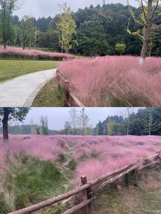 打卡宜昌沙河，邂逅公園與自然的浪漫
