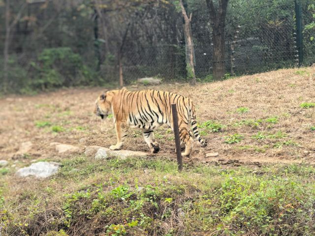 #濟南野生動物世界｜與梅花鹿0距離貼貼攻略 自駕+步行雙體驗！保姆級攻略收好！ 濟南野生動物園