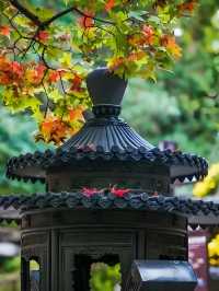 2025香山紅葉季全攻略本地人教你玩轉秋日限定浪漫