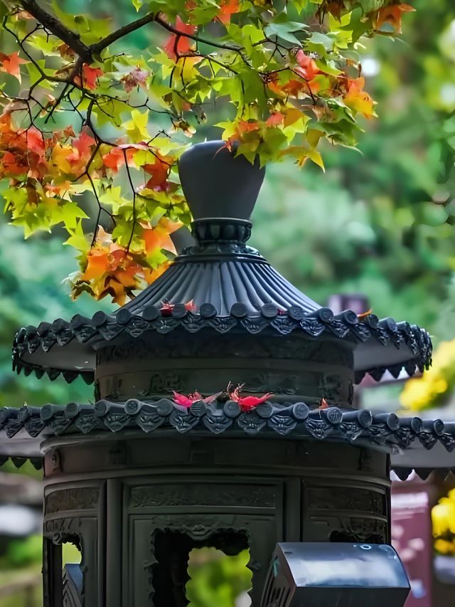 2025香山紅葉季全攻略本地人教你玩轉秋日限定浪漫