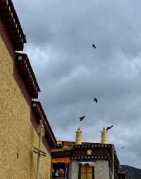 香格里拉松贊林寺神鳥奇遇紅嘴山鴉拍攝全攻略