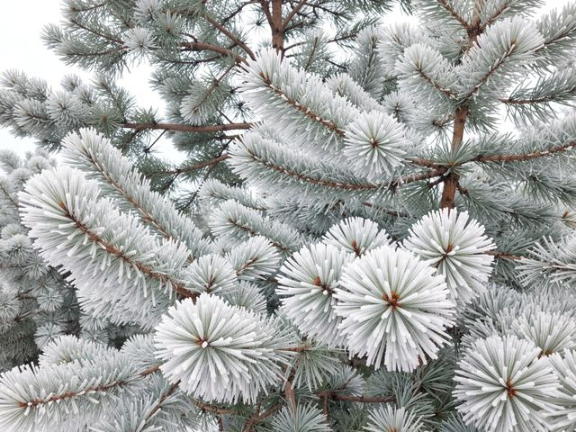 登頂嵩山雪後仙境