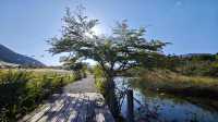箱根濕生花園 —— 低調、但不可錯過的地方