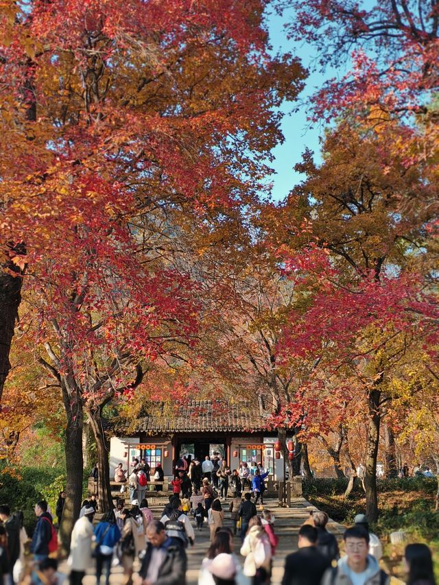 一定要去11月的蘇州，960萬平方公里的頂流