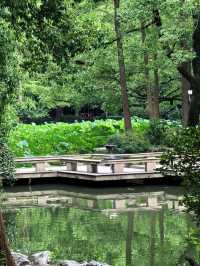 人民公園最後一群睡蓮！天氣好冷植物都撐不住了