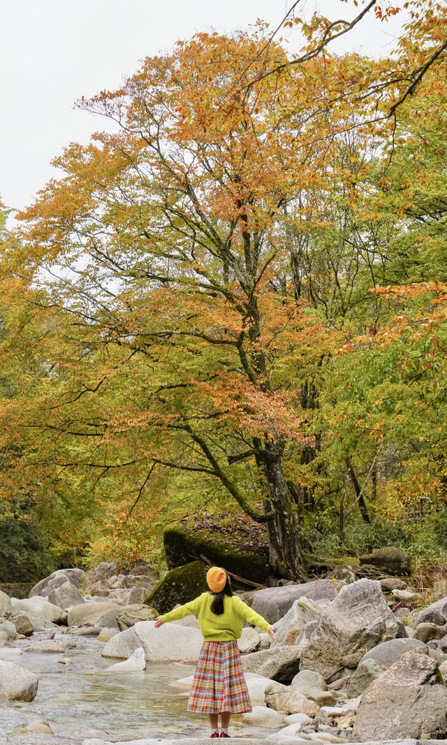 光霧山賞秋現況!抓緊時間衝! 光霧山賞秋現況!抓緊時間衝!