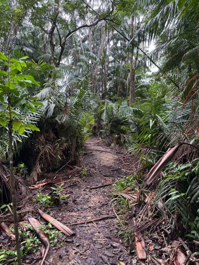 探秘古晉原始雨林