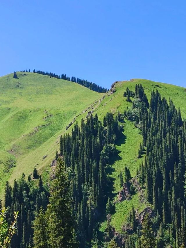 伊犁包車遊封神級體驗不看後悔 伊犁包車遊封神級體驗不看後悔