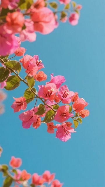 【廣東三角梅觀賞攻略|冬日限定浪漫,奔赴一場粉色花海盛宴】 【廣東三角梅觀賞攻略|冬日限定浪漫,奔赴一場粉色花海盛宴】