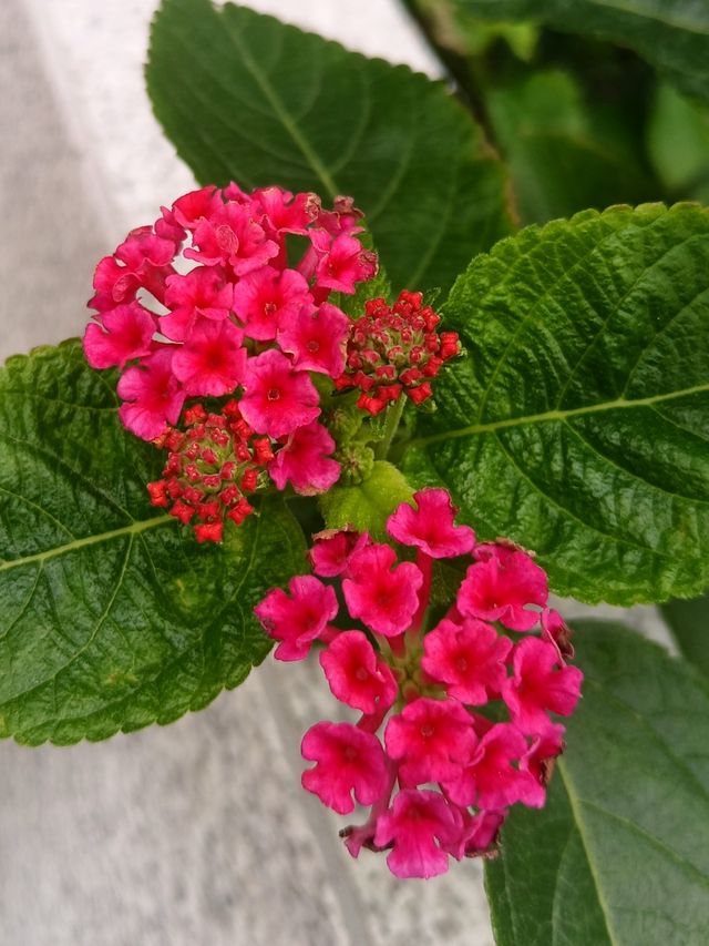 花開四季·絢麗五彩|馬纓丹 花開四季·絢麗五彩|馬纓丹