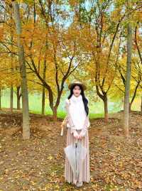 西安小眾賞秋秘境浐灞濕地公園銀杏打卡攻略