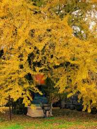 西安古觀音禪寺，銀杏天花板！