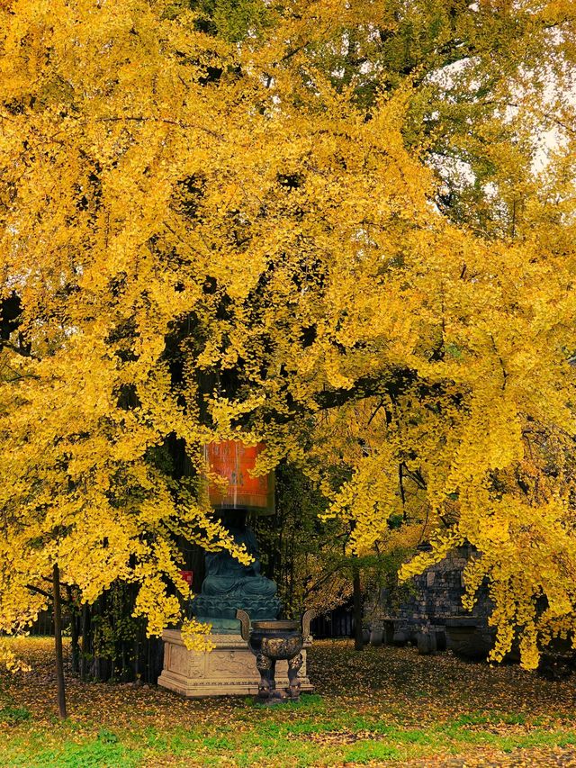 西安古觀音禪寺，銀杏天花板！