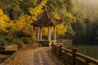 廣東最像秋天地方｜去南雄追一場金黃銀杏雨