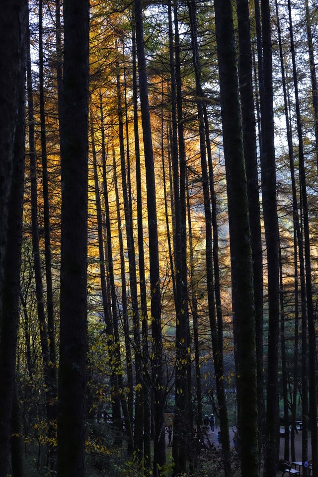 秦嶺留壩環線之情人谷