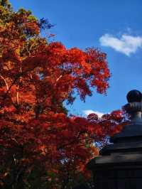 關東絕景!高尾山紅葉狩全攻略錯過再等一年