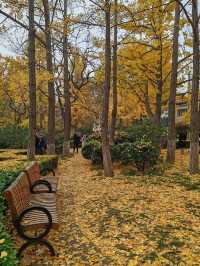 銀杏菊韻寶藏拍攝地