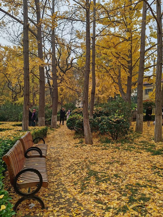 銀杏菊韻寶藏拍攝地 銀杏菊韻寶藏拍攝地