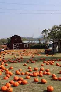 莫干山親子遊必去這個農場娃玩到不肯回家