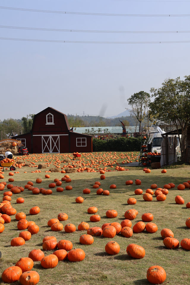 莫干山親子遊必去這個農場娃玩到不肯回家