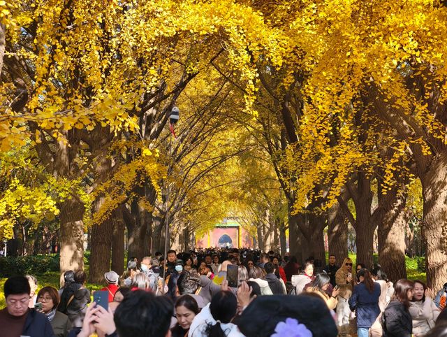本週北京賞秋的尾巴，倒數計時！還有10處選擇