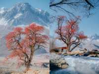 雪山下的紅色盛宴•俄色果