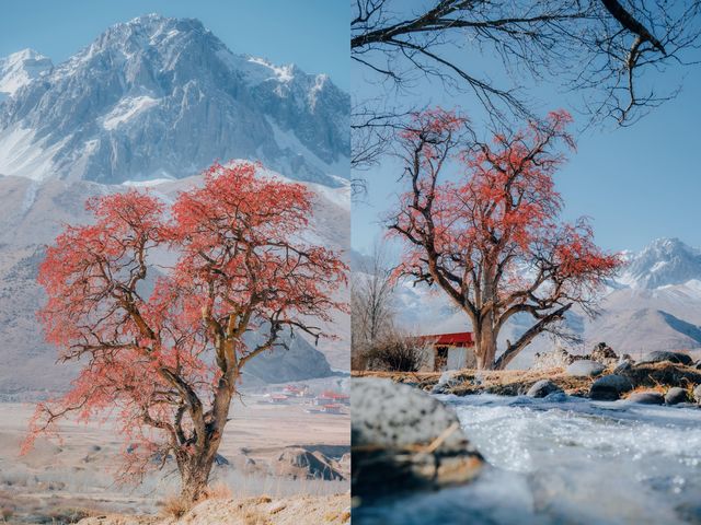 雪山下的紅色盛宴•俄色果 雪山下的紅色盛宴•俄色果
